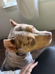 Lost Male Dog last seen Summercrest blvd, Burleson, TX 76028