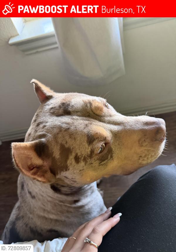 Lost Male Dog last seen Summercrest blvd, Burleson, TX 76028