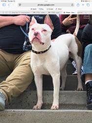 Lost Male Dog last seen Near weymouth lane Sacramento ca 95823, Sacramento, CA 95823