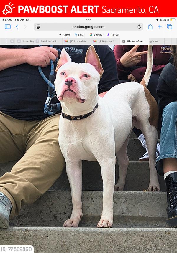 Lost Male Dog last seen Near weymouth lane Sacramento ca 95823, Sacramento, CA 95823