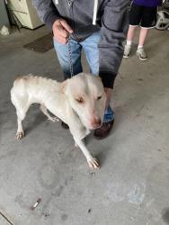 Found/Stray Male Dog last seen Railey creek road , Galena, MO 65656