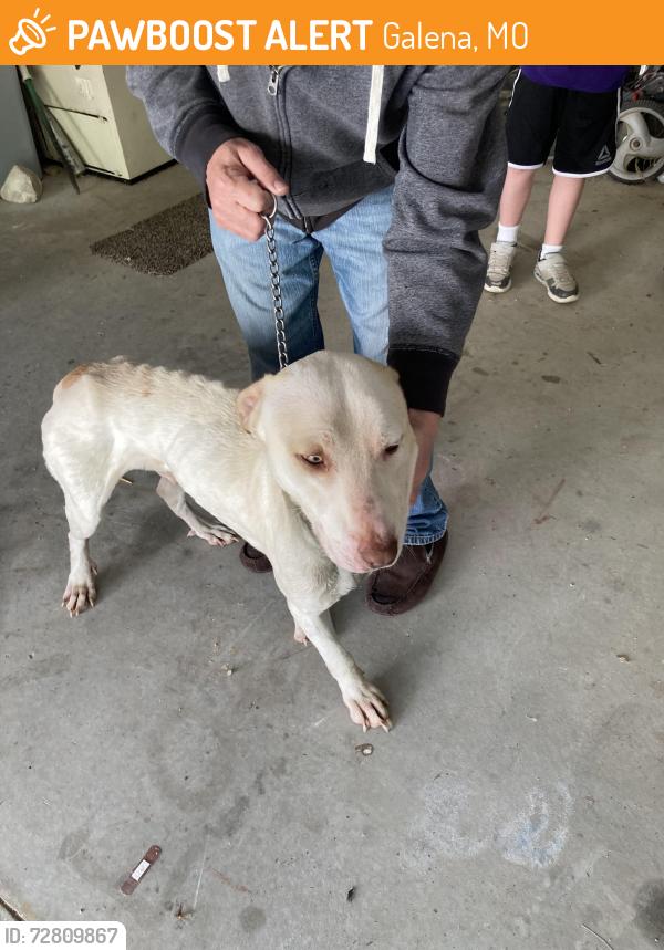 Found/Stray Male Dog last seen Railey creek road , Galena, MO 65656
