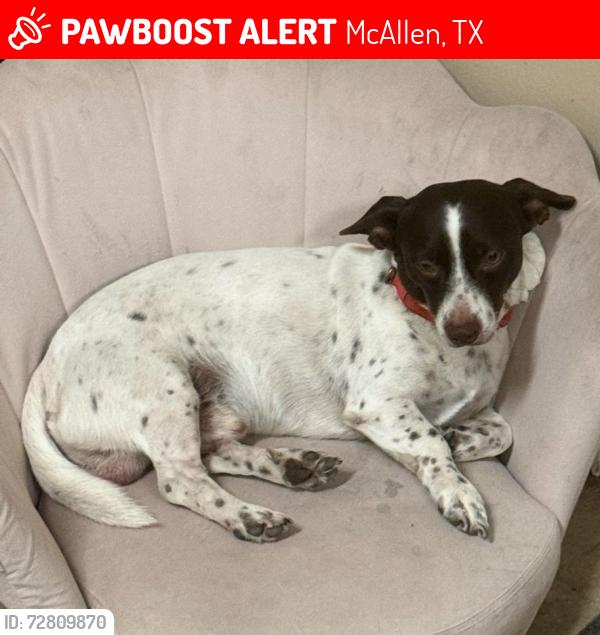 Lost Male Dog last seen Near n 1 St McAllen , McAllen, TX 78504
