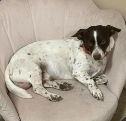 Lost Male Dog last seen Near n 1 St McAllen , McAllen, TX 78504