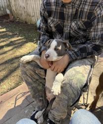 Lost Male Dog last seen Riverside dr, Indianapolis, IN 46202