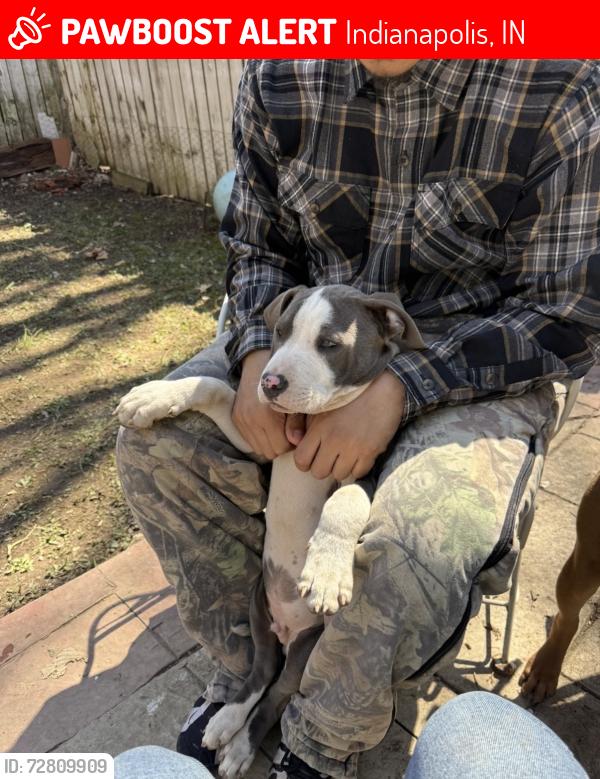 Lost Male Dog last seen Riverside dr, Indianapolis, IN 46202