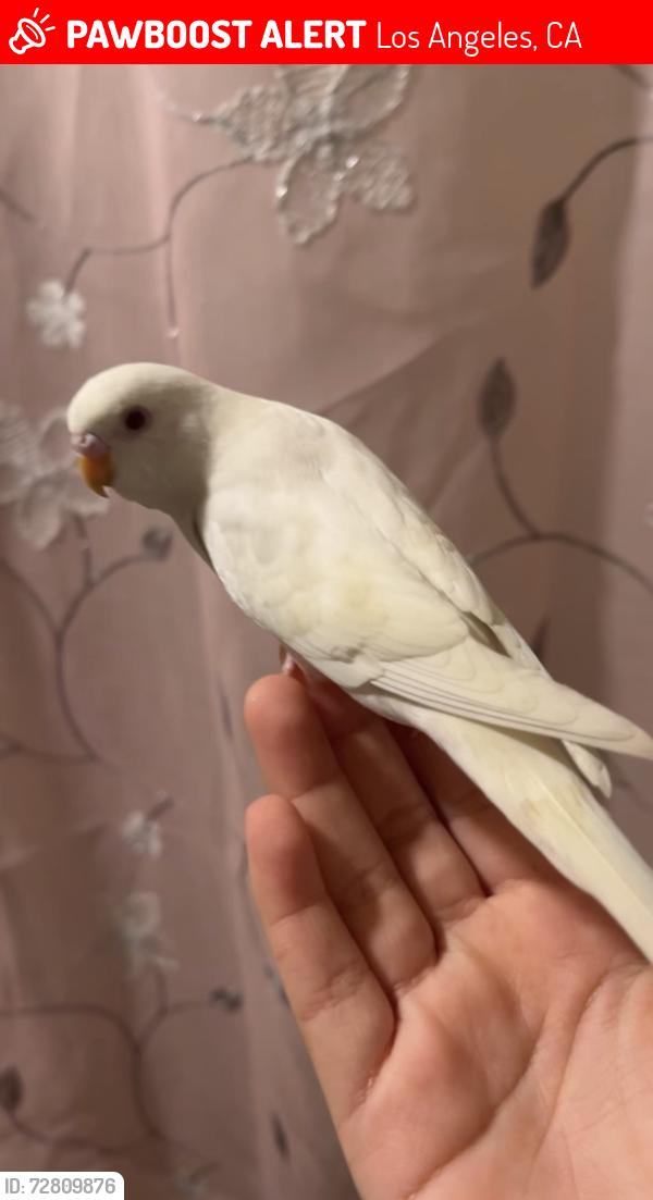 Lost Female Bird last seen Near w Edgar’s rd, Los Angeles, CA 90026