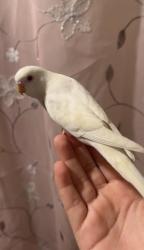 Lost Female Bird last seen Near w Edgar’s rd, Los Angeles, CA 90026