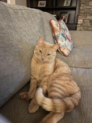 Lost Male Cat last seen ord Lane, Wildwood ests neighborhood, Dollar General 1325 Nazareth Church Rd, Spartanburg, SC 29301