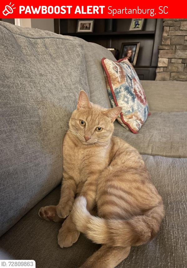 Lost Male Cat last seen ord Lane, Wildwood ests neighborhood, Dollar General 1325 Nazareth Church Rd, Spartanburg, SC 29301