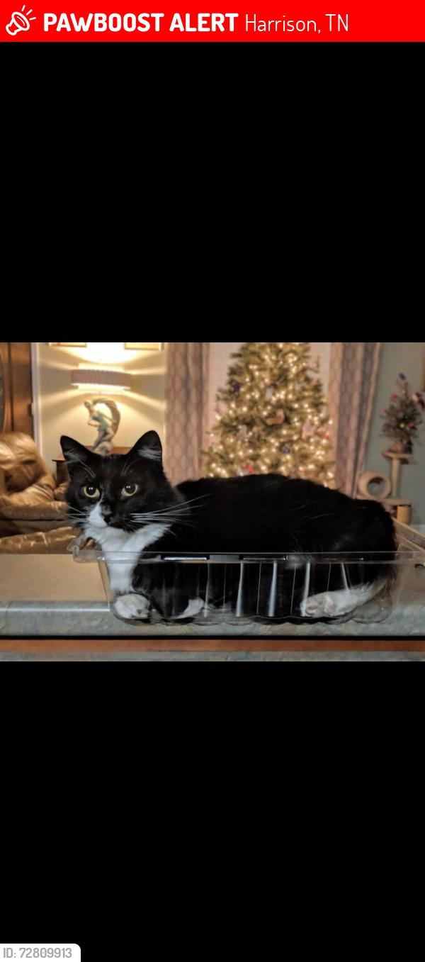 Lost Female Cat last seen Bramlett & Shirley Pond, Harrison, TN 37341