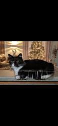 Lost Female Cat last seen Bramlett & Shirley Pond, Harrison, TN 37341