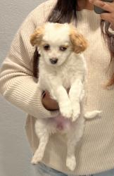 Lost Female Dog last seen MLK and Hickman , Des Moines, IA 50314