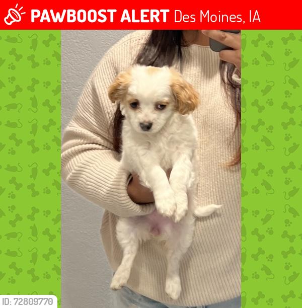 Lost Female Dog last seen MLK and Hickman , Des Moines, IA 50314