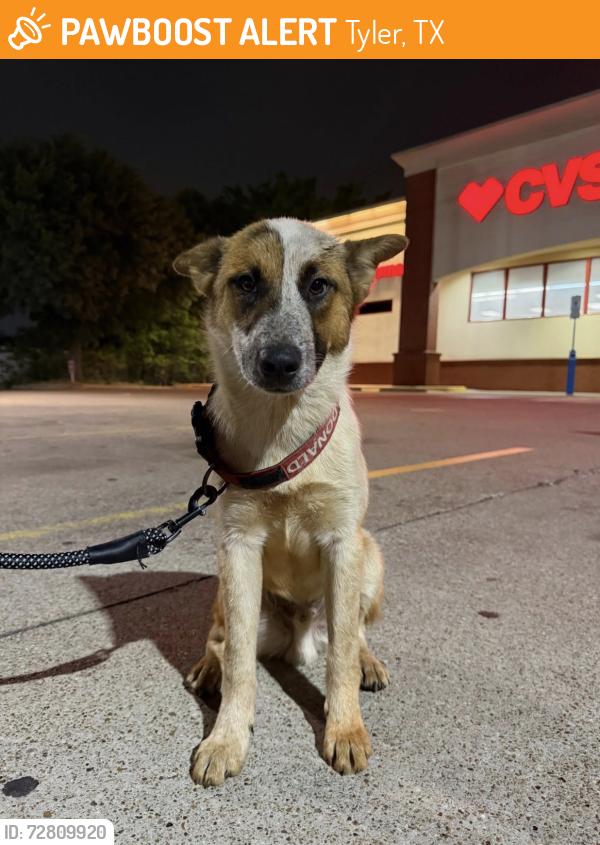 Found/Stray Male Dog last seen 5th street and loop 323, Tyler, TX 75701