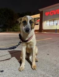 Found/Stray Male Dog last seen 5th street and loop 323, Tyler, TX 75701