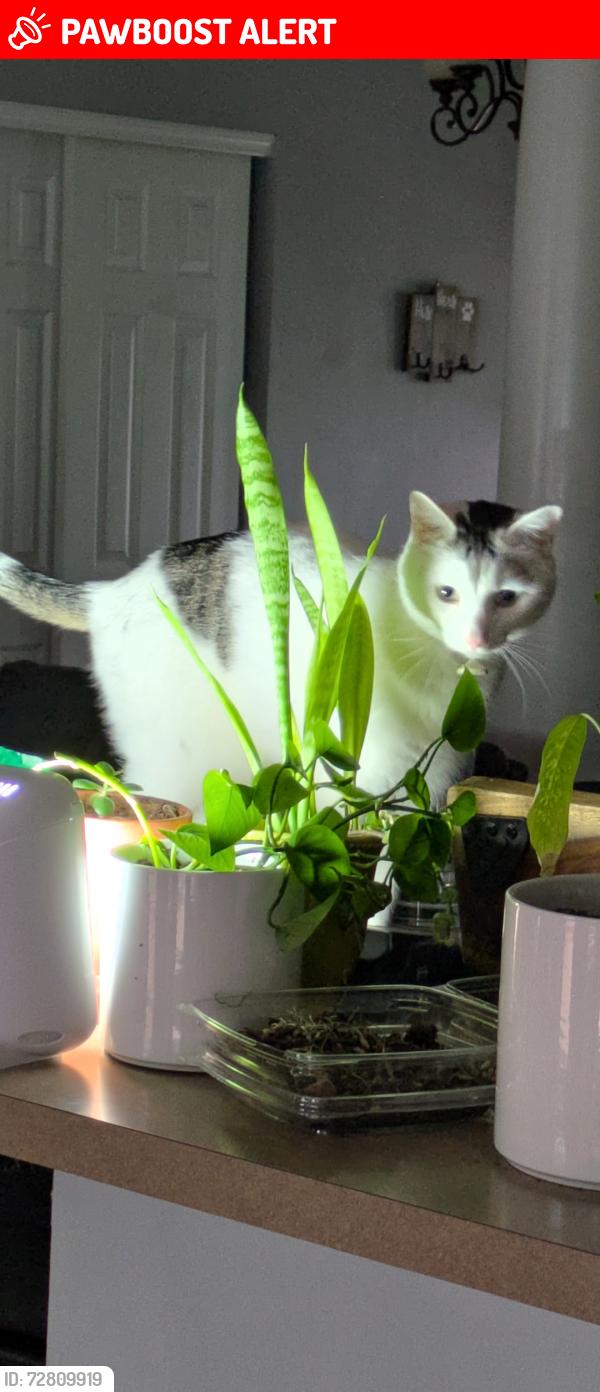 Lost Male Cat last seen Kearney Drive, Dardenne Prairie, MO 63368