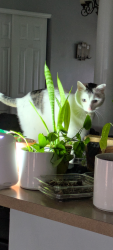 Lost Male Cat last seen Kearney Drive, Dardenne Prairie, MO 63368