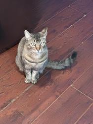 Lost Female Cat last seen Hinton Dr, Santee, CA 92071
