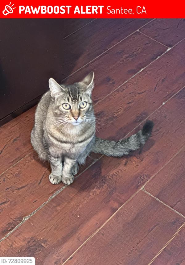 Lost Female Cat last seen Hinton Dr, Santee, CA 92071