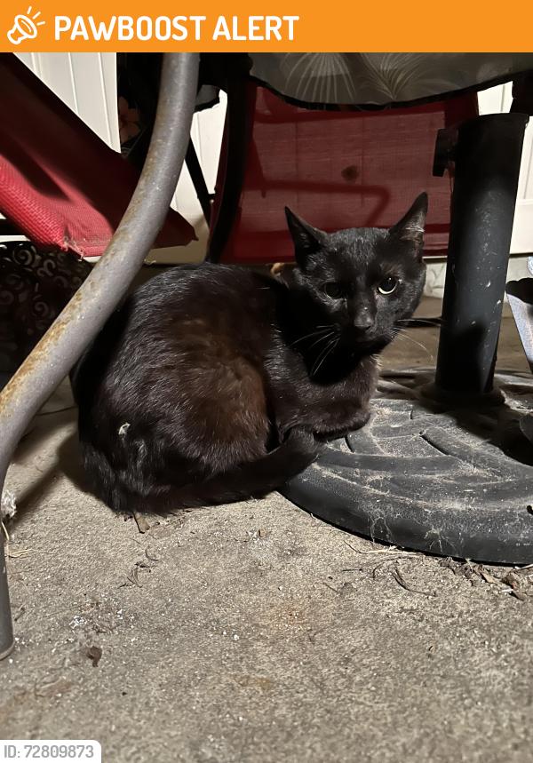 Found/Stray Male Cat last seen Huntington St & Utica, Huntington Beach, CA 92648