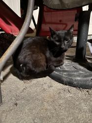 Found/Stray Male Cat last seen Huntington St & Utica, Huntington Beach, CA 92648
