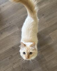 Lost Male Cat last seen Oakland Dr Park area, Portage, MI 49024