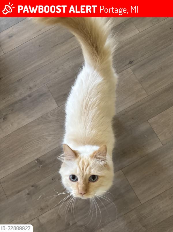 Lost Male Cat last seen Oakland Dr Park area, Portage, MI 49024