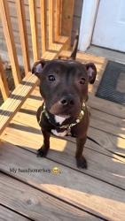 Lost Male Dog last seen Nccu, Durham, NC 27707