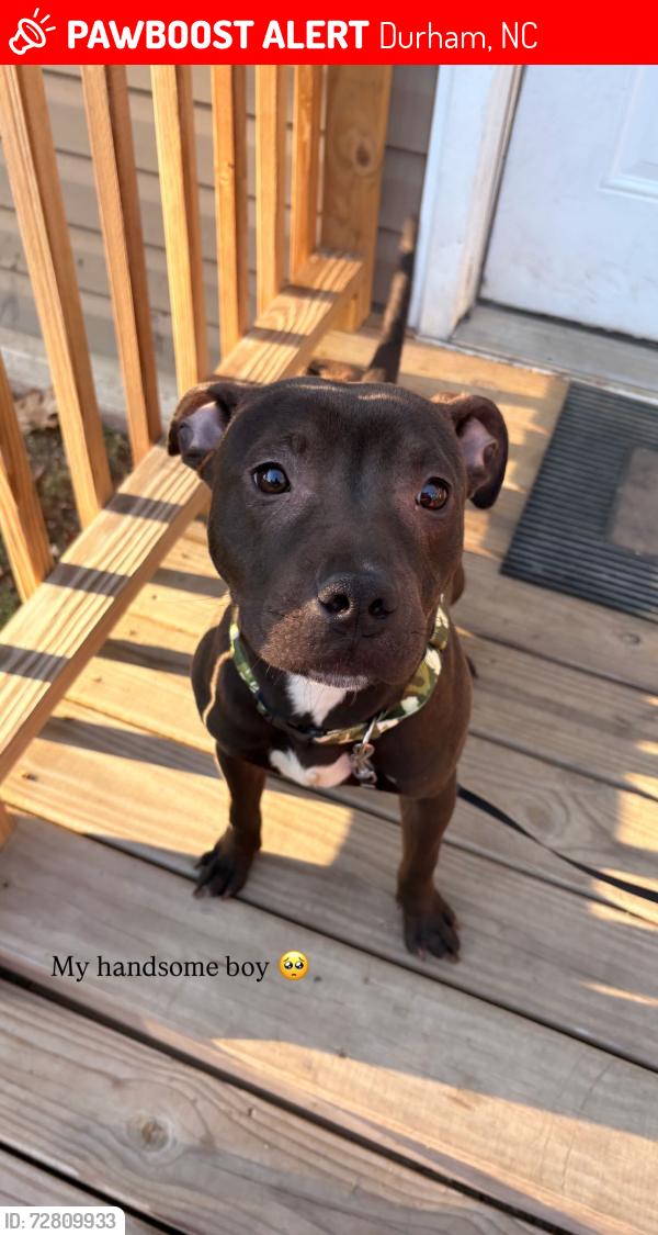 Lost Male Dog last seen Nccu, Durham, NC 27707