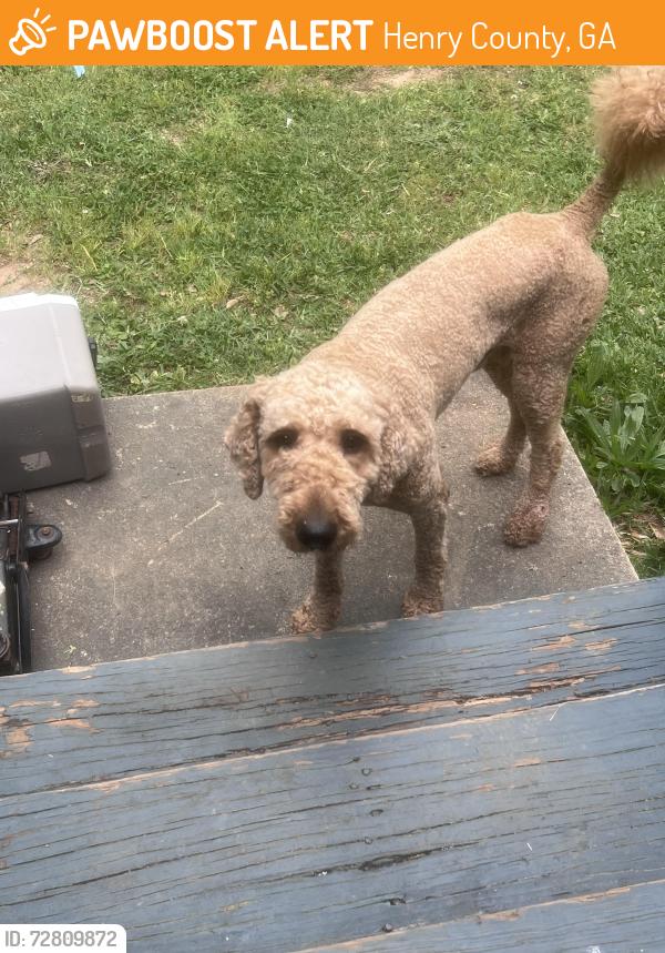 Found/Stray Male Dog last seen Jonesboro Rd and Mitc Rd , Henry County, GA 30253