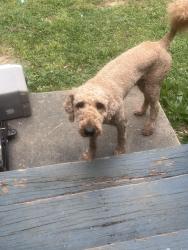 Found/Stray Male Dog last seen Jonesboro Rd and Mitc Rd , Henry County, GA 30253