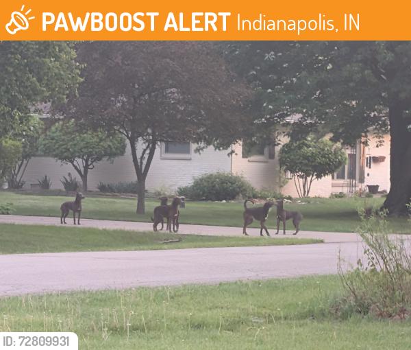 Found/Stray Unknown Other last seen Trolley and Brandon intersection, Indianapolis, IN 46236
