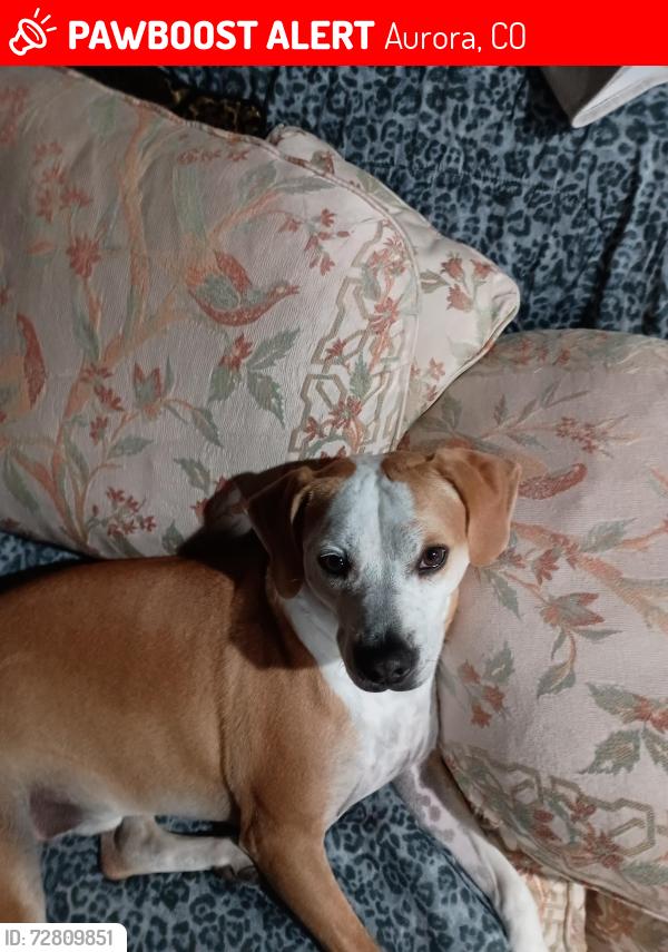 Lost Male Dog last seen S. Xanadu way and S. Worchester Ct., Aurora, CO 80014