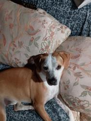 Lost Male Dog last seen S. Xanadu way and S. Worchester Ct., Aurora, CO 80014