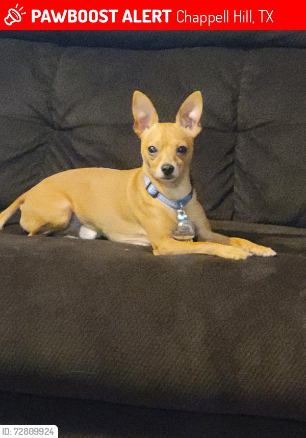 Lost Male Dog last seen Hyway 36, Chappell Hill, TX 77426