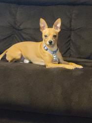 Lost Male Dog last seen Hyway 36, Chappell Hill, TX 77426