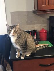 Lost Male Cat last seen Rusticwood Lane & Stonehill Drive, Cincinnati 45255, Cincinnati, OH 45255