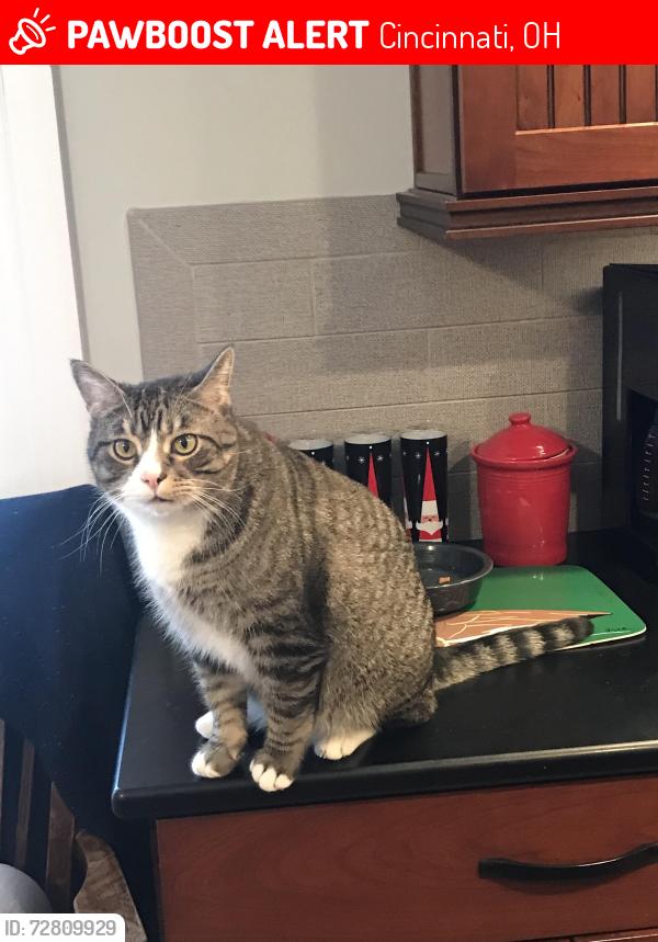 Lost Male Cat last seen Rusticwood Lane & Stonehill Drive, Cincinnati 45255, Cincinnati, OH 45255