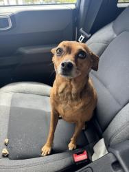 Found/Stray Female Dog last seen Near 1st Ave s St. Petersburg Florida , St. Petersburg, FL 33713