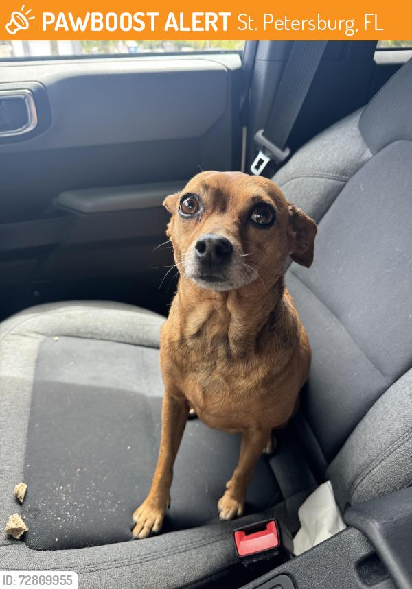 Found/Stray Female Dog last seen Near 1st Ave s St. Petersburg Florida , St. Petersburg, FL 33713