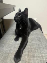 Lost Male Cat last seen About 10 min from norfolk naval base , Norfolk, VA 23505