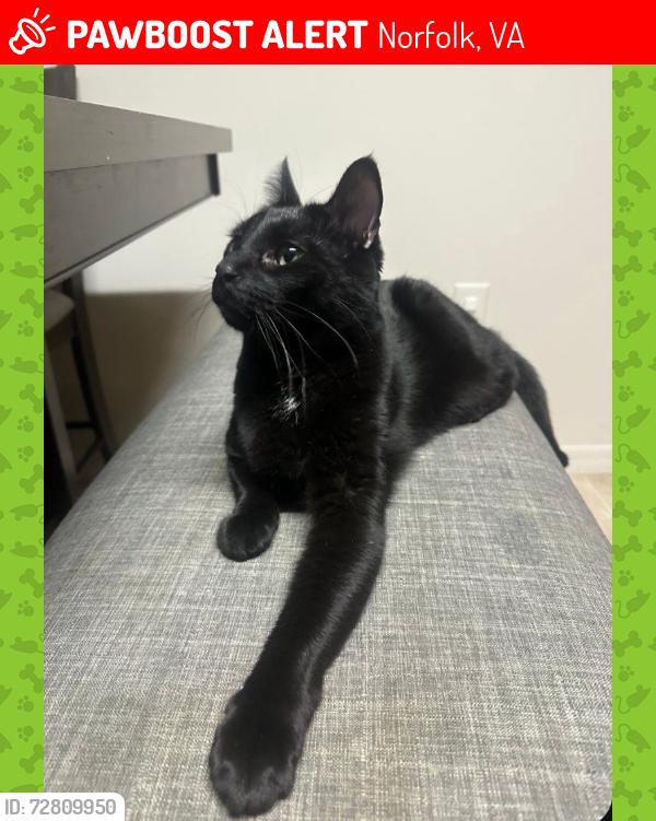 Lost Male Cat last seen About 10 min from norfolk naval base , Norfolk, VA 23505