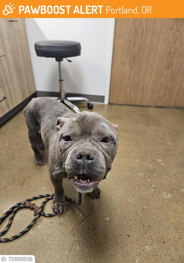 Found/Stray Male Dog last seen NE Multnomah St & NE 126th Ave, Portland, OR 97230