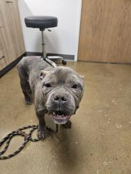 Found/Stray Male Dog last seen NE Multnomah St & NE 126th Ave, Portland, OR 97230