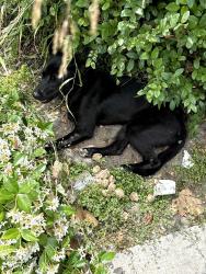 Found/Stray Unknown Dog last seen Edinger Ave and Euclid st by mile Square park, Santa Ana, CA 92704