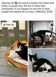 Lost Male Cat last seen Silver creek way, Eagle Mountain, UT 84005