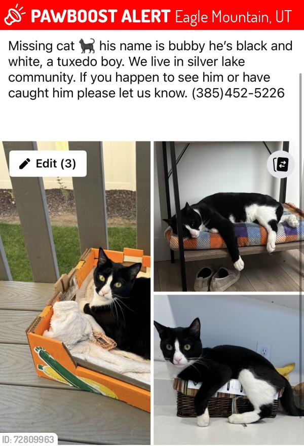 Lost Male Cat last seen Silver creek way, Eagle Mountain, UT 84005
