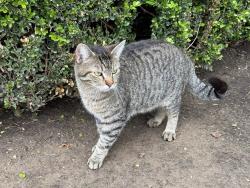 Found/Stray Male Cat last seen Riverpark Place cndmniums/riverparks, Tulsa, OK 74119