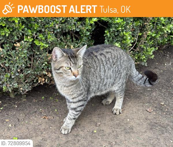 Found/Stray Male Cat last seen Riverpark Place cndmniums/riverparks, Tulsa, OK 74119